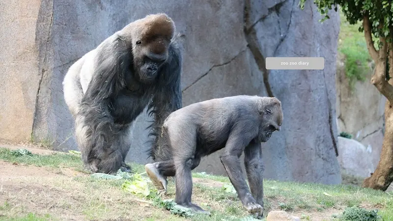 サンディエゴ動物園サファリパーク　ゴリラ